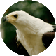 Schamanisches Krafttier Adler