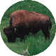 Schamanisches Krafttier Büffel