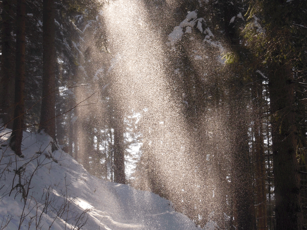 Sonnendurchfluteter Wald bei Schneefall